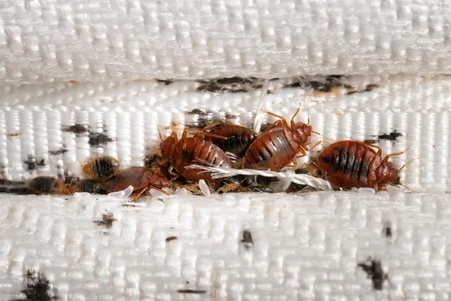 Punaises de lit regroupées dans le passepoil d’un matelas, avec taches noires